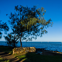 Casuarina, Pinheiro-da-Austrlia